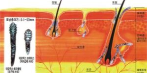 모낭의 구조